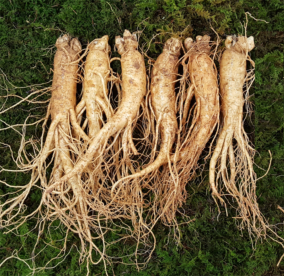 원수삼 특대(6~7뿌리)750g