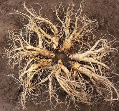특난발삼 (7~8뿌리)750g