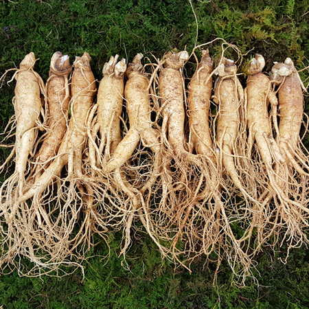 원수삼중(10~11뿌리)750g