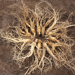 대난발삼 (9~12뿌리)750g