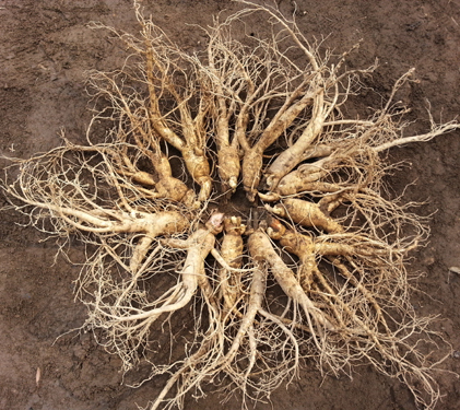 대난발삼 (9~12뿌리)750g