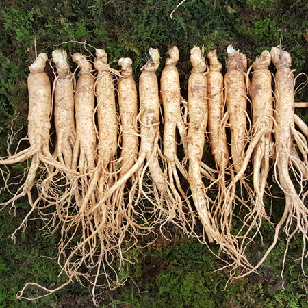 원수삼소(12~14뿌리)750g