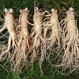 원수삼 왕대(4~5뿌리)750g