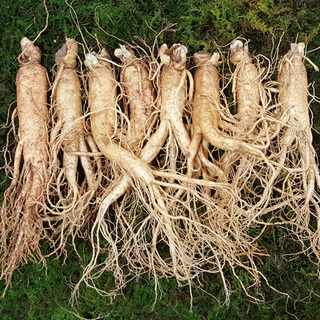 원수삼대(8~9뿌리)750g
