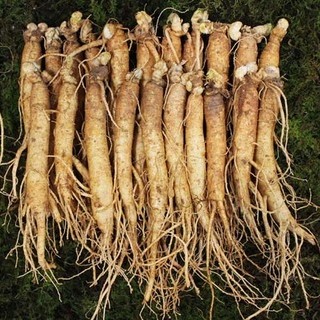 요리용 대삼계(21-30뿌리)750g