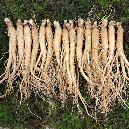 원수삼믹서 (15~20뿌리)750g