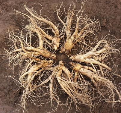 특난발삼 (7~8뿌리)750g
