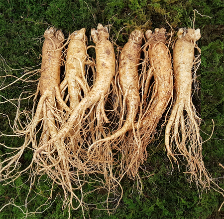 원수삼 특대(6~7뿌리)750g